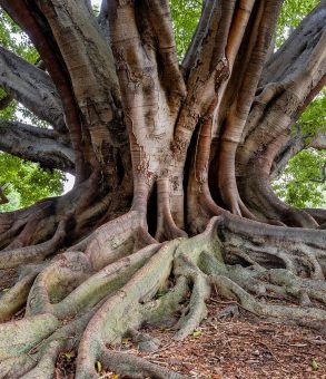 racines arbre