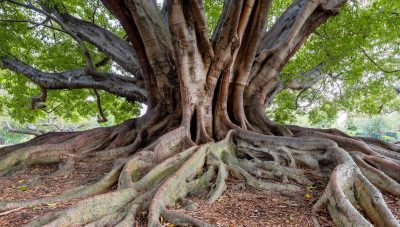 racines arbre